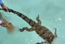 Hallan cocodrilo decapitado en la Laguna de Bacalar.
