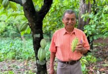 ¡Adiós a la moniliasis! Rescatan plantaciones de cacao en Comalcalco.