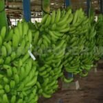 Proponen cárcel por movilización ilegal de plátano.