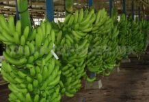 Proponen cárcel por movilización ilegal de plátano.