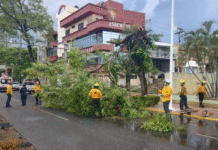 Lluvia y vientos derriban árboles en centro de la ciudad.