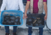 ¡Cae 2 por tráfico de cocodrilos y tortugas!