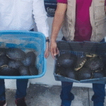 ¡Cae 2 por tráfico de cocodrilos y tortugas!