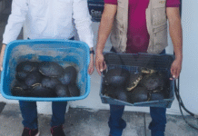 ¡Cae 2 por tráfico de cocodrilos y tortugas!