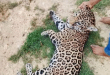 ¡Matan a jaguar en Pantanos de Centla!