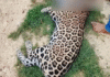 ¿Fraude digital? Dudan de la muerte de jaguar.