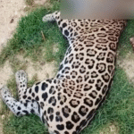 ¿Fraude digital? Dudan de la muerte de jaguar.