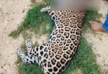 ¿Fraude digital? Dudan de la muerte de jaguar.