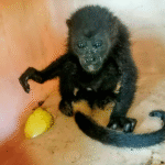 Mantienen operativo para proteger a monos saraguatos.