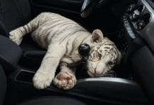 Detienen a sujeto que paseaba un cachorro de tigre.