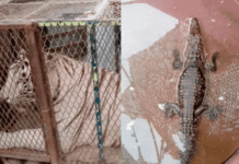 Rescatan a tigre de Bengala y cocodrilo en un autolavado.