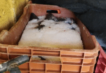 ¡Decomisan tonelada y media de pescado ilegal!