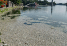 Calor y falta de oxígeno matan peces en laguna de las ilusiones.