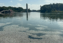 Recogen diez toneladas de peces muertos en laguna de las ilusiones.