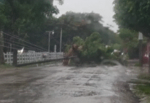 Tormenta golpea Tabasco: Reportan múltiples árboles y postes caídos.