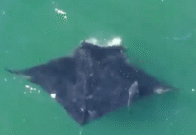 Captan mantarraya gigante de casi ocho metros en Long Island.