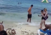 ¡Nacen tortugas entre mesas y camastros en Cozumel!