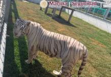 Aseguran huachicol y 135 animales exóticos en Tamaulipas.
