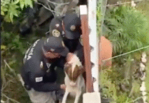 Rescatan a perrito atrapado entre dos bardas.
