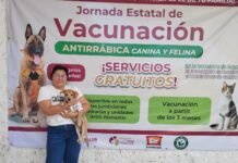 ¡Éxito Rotundo: Esterilizan a Miles de Mascotas!