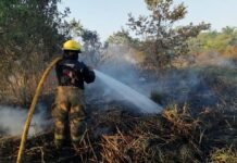 Fuego calcina dos hectáreas de palma de aceite en Jalapa.