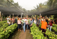 ¡Meta verde! Buscarán plantar 2.4 millones de árboles.