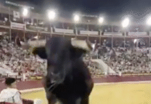¡Toro salta la barrera y causa pánico!