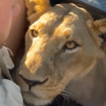¡Cara a cara con el peligro! Leona sorprende a turista.