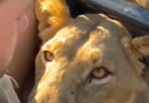 ¡Cara a cara con el peligro! Leona sorprende a turista.