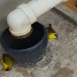 Hallan aves muertas cerca a la refinería.