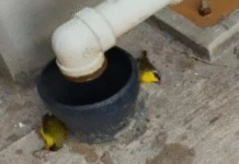 Hallan aves muertas cerca a la refinería.