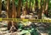 Encuentran a un hombre muerto en platanar de Teapa!