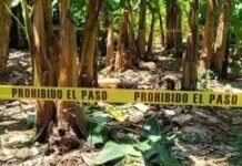Encuentran a un hombre muerto en platanar de Teapa!